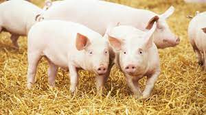 What are the stages of processing pig manure into organic fertilizer?