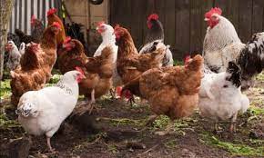 How to ferment chicken manure to make organic fertilizer?