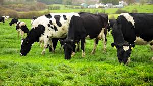 How do you  make cow dung organic fertilizer?